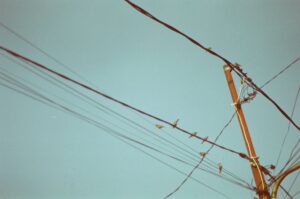 electric post and flock of brown birds preached on power line
